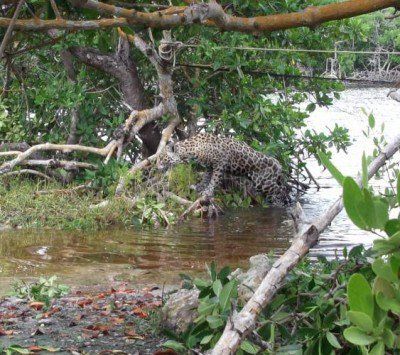 Clausuran predios en Quintana Roo por daño a manglares y palmeras - CebNMYCUMAAJusK