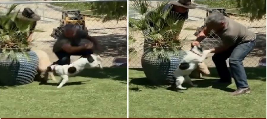 César Millán responde a acusaciones de maltrato animal - Cesar-millan