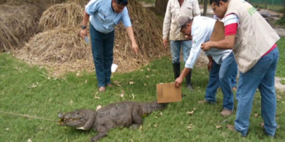 Profepa asegura más de 3 mil cocodrilos en Tabasco