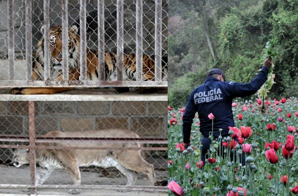 Destruye Policía Federal plantíos de droga y rescatan a animales exóticos - FOTO01-copia