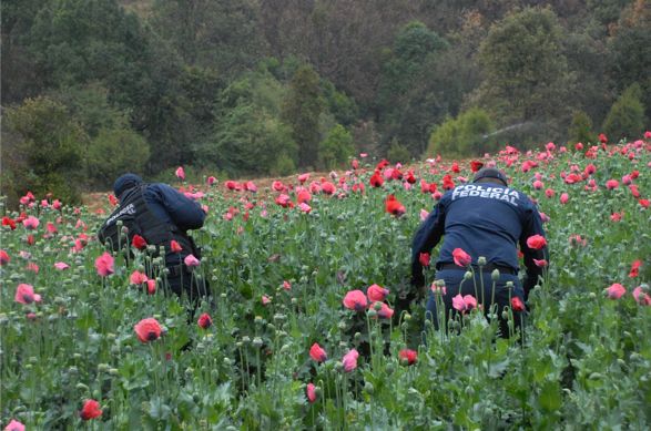 Destruye Policía Federal plantíos de droga y rescatan a animales exóticos - FOTO02