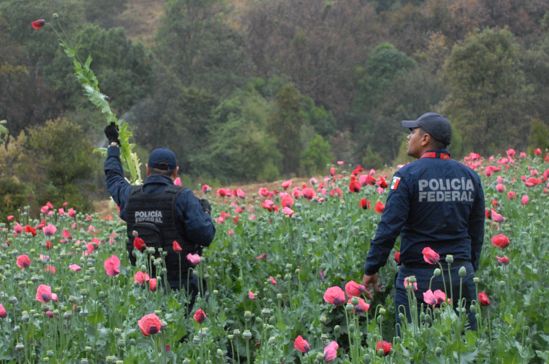 Destruye Policía Federal plantíos de droga y rescatan a animales exóticos - FOTO03