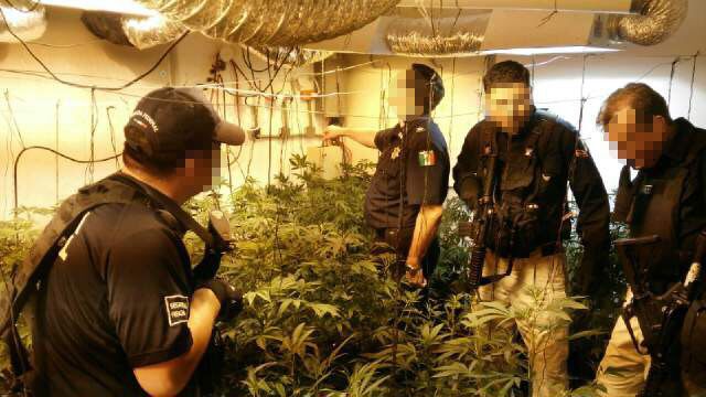 PF asegura invernadero clandestino en Mérida PF asegura invernadero clandestino en Mérida