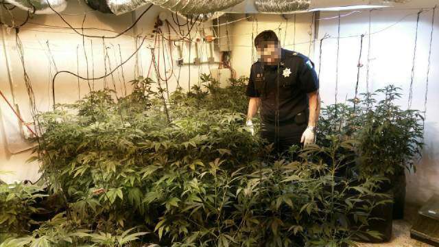 PF asegura invernadero clandestino en Mérida - INVERNADERO2