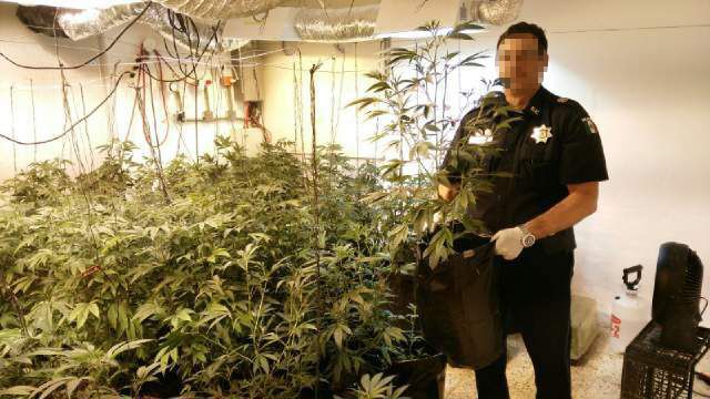 PF asegura invernadero clandestino en Mérida - INVERNADERO3