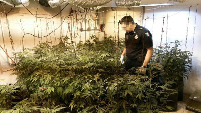 PF asegura invernadero clandestino en Mérida - INVERNADERO4