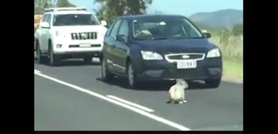 Video: koala paraliza carretera
