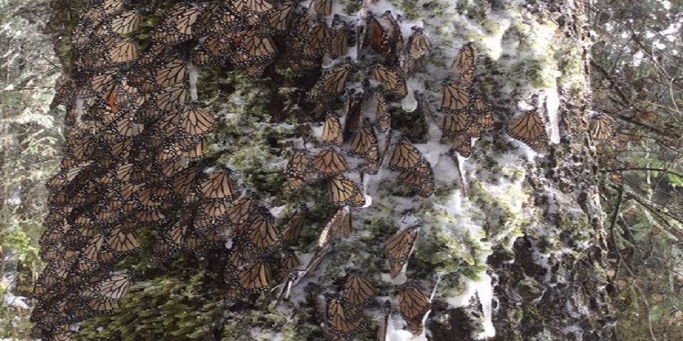 Nevadas acaban con 1.5 millones de mariposas monarcas en Michoacán
