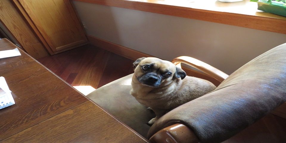 Cómo proteger a las mascotas ante la contingencia ambiental