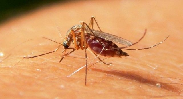 Mosquito común podría transmitir el Zika