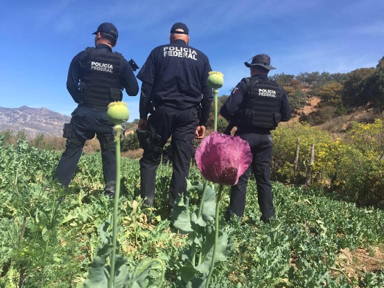 Destruyen más de un millón de amapolas en Chihuahua - PF-droga-Chihuahua