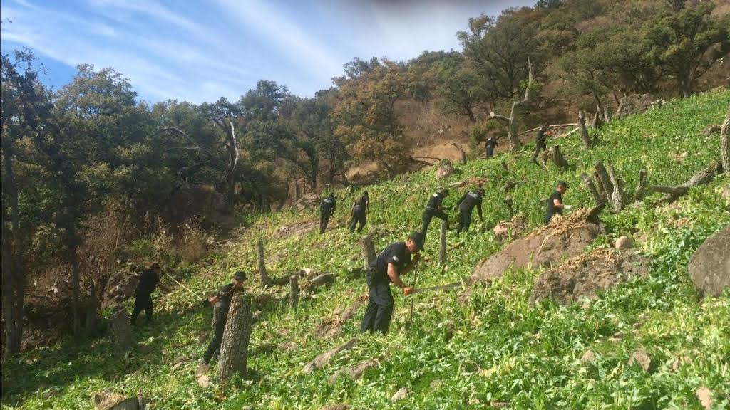 Destruyen más de un millón de amapolas en Chihuahua
