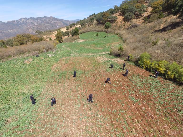 Destruyen más de un millón de amapolas en Chihuahua - PF-droga-Chihuahua3