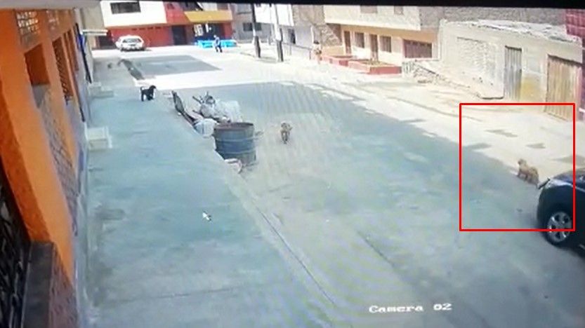 Video: arrolló a un perro y se dio a la fuga - Perro-atropellado-Peru-El-Comercio