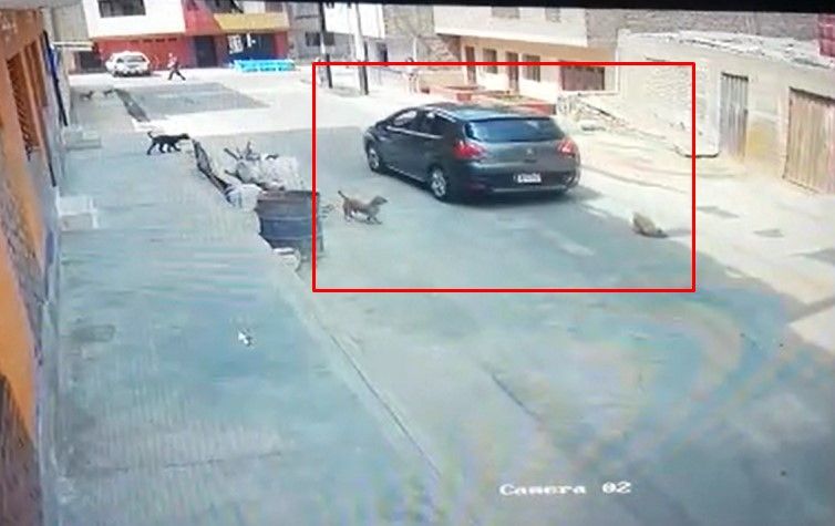 Video: arrolló a un perro y se dio a la fuga - Perro-atropellado-Peru-El-Comercio2