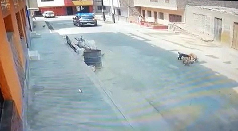 Video: arrolló a un perro y se dio a la fuga