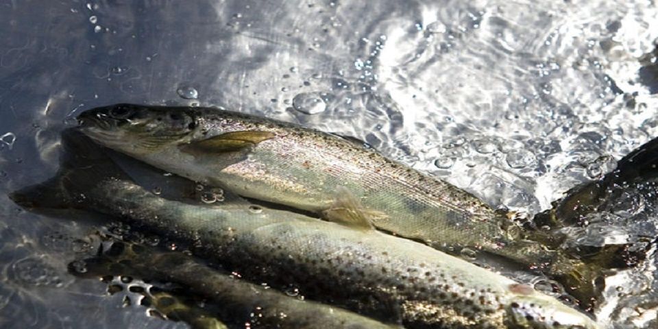 Subirá precio del salmón en el segundo semestre