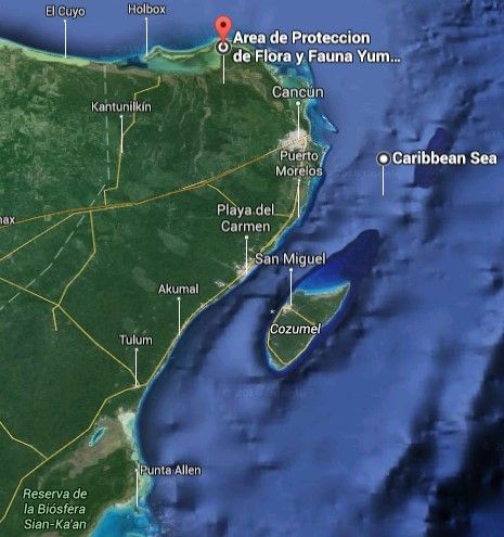 Clausuran predios en Quintana Roo por daño a manglares y palmeras - Screenshot_39