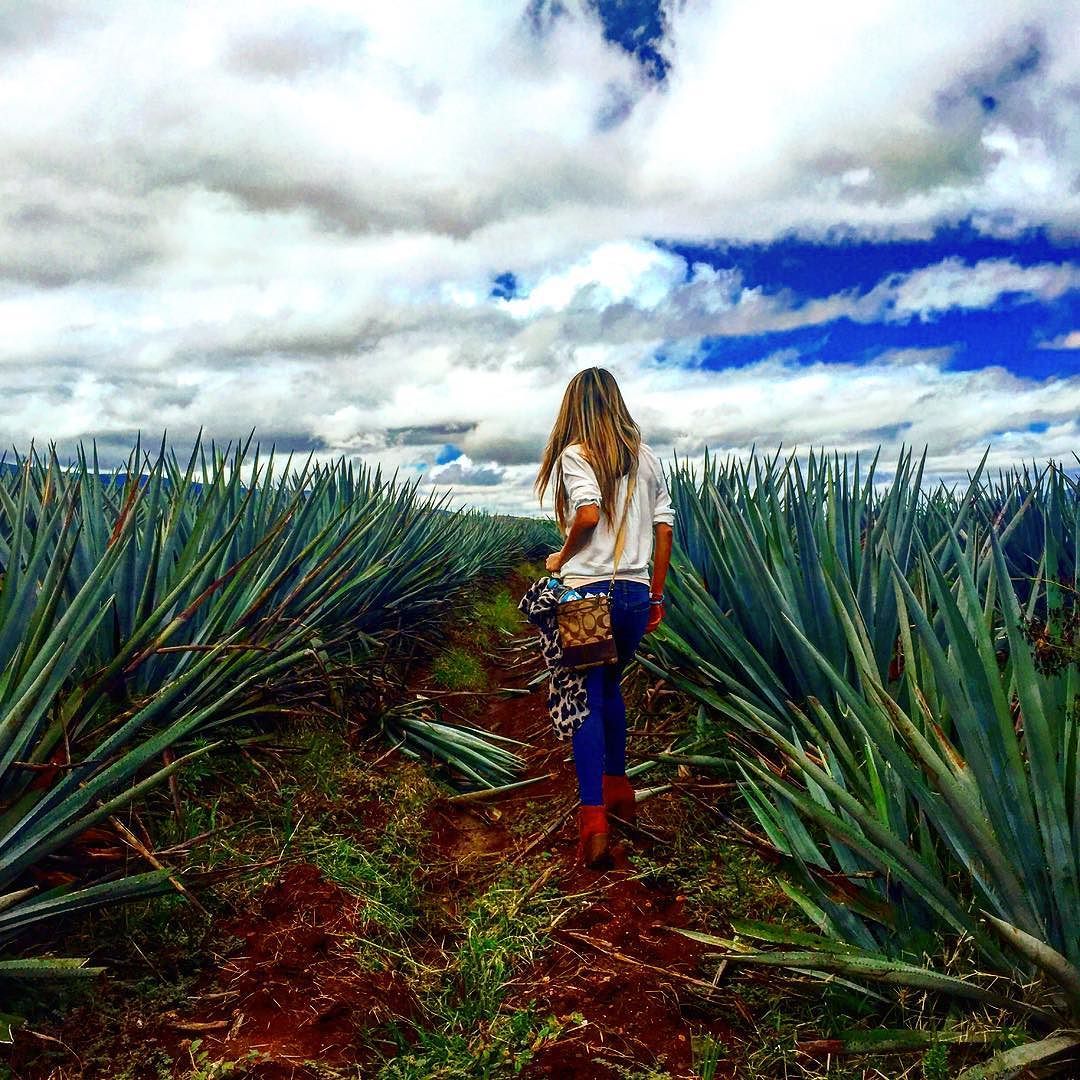 Los cinco lugares que debe visitar cerca de Guadalajara - Tequila-Jalisco