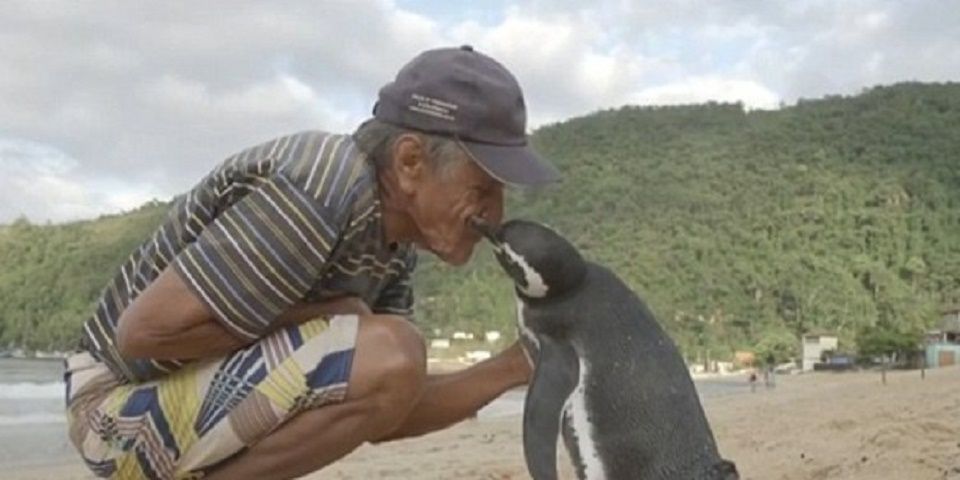 VIdeo: pingüino viaja 8 mil kilómetros para visitar a hombre que lo rescató VIdeo: pingüino viaja 8 mil kilómetros para visitar a hombre que lo rescató