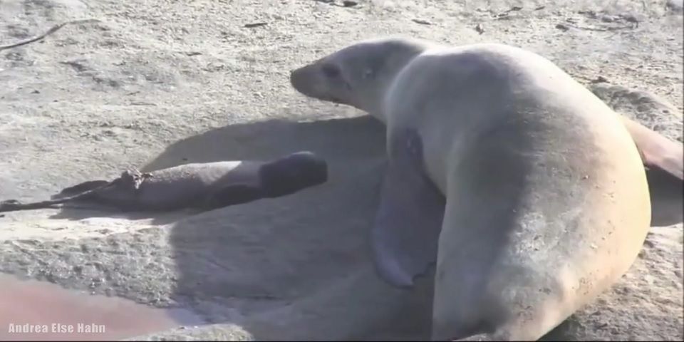 Video: león marino llora por la muerte de su cría