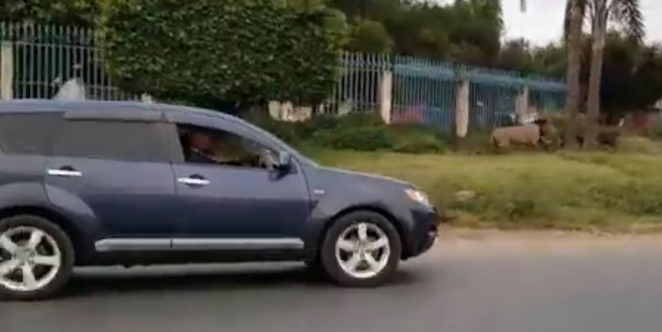 Video: león perdido en las calles de Kenia