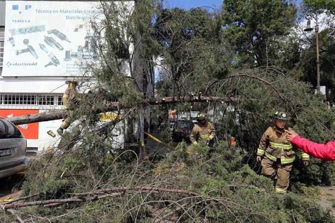 Árbol cae sobre cinco vehículos en la Del Valle - arbol-benito-juarez
