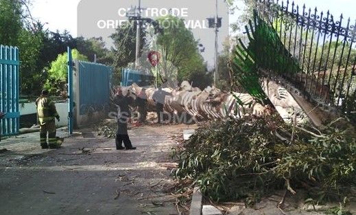 Al menos 600 árboles caídos por el viento - arbol-caido-ovialcdmx