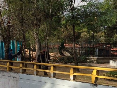 ¿Qué hacer ante los fuertes vientos? - arbol-caido-pakosg09