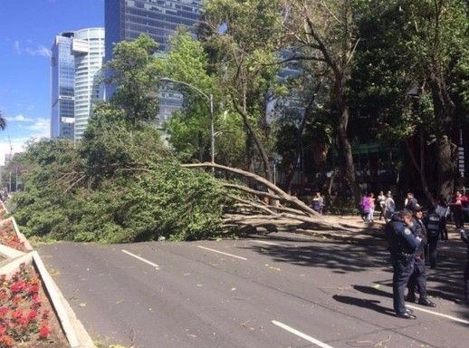 Viento deja sin electricidad a varias zonas de la Ciudad de México