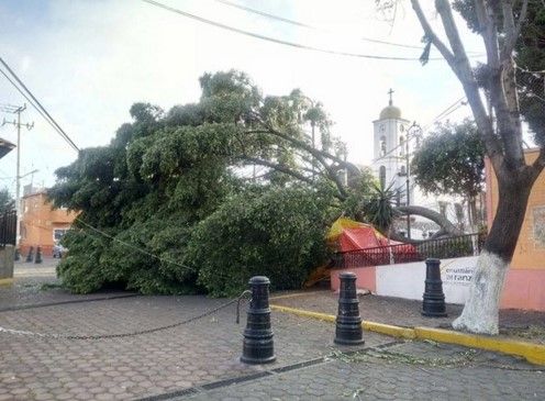 Al menos 600 árboles caídos por el viento Al menos 600 árboles caídos por el viento