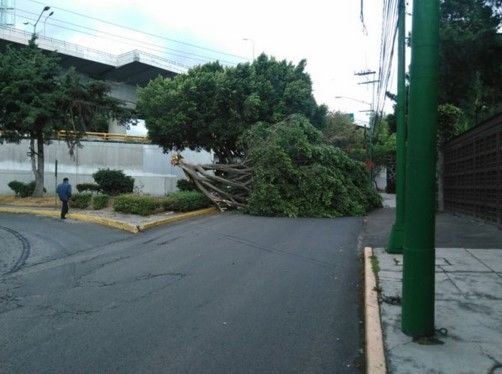 Al menos 600 árboles caídos por el viento - arbol-caido-tepocata90