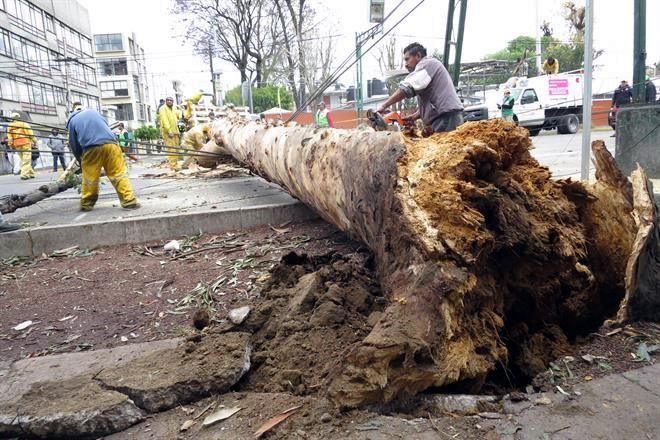 Árbol cae sobre cinco vehículos en la Del Valle - arbol-colonia-del-valle-1