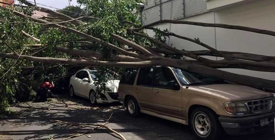 Árbol cae sobre cinco vehículos en la Del Valle