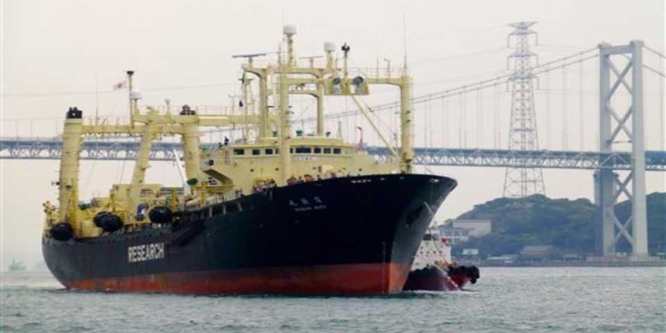 Balleneros japoneses cazan 333 ballenas en el Mar Antártico