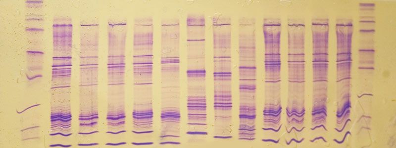 El código de barras de la vida
