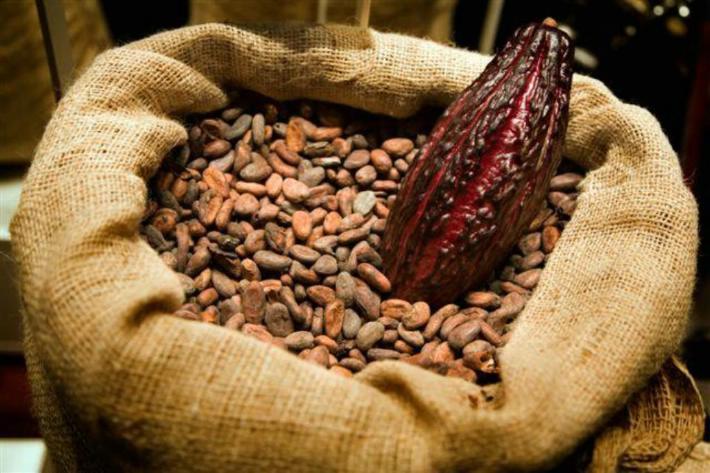 Cacao chiapaneco a punto de desaparecer por abandono - cacao-chiapas