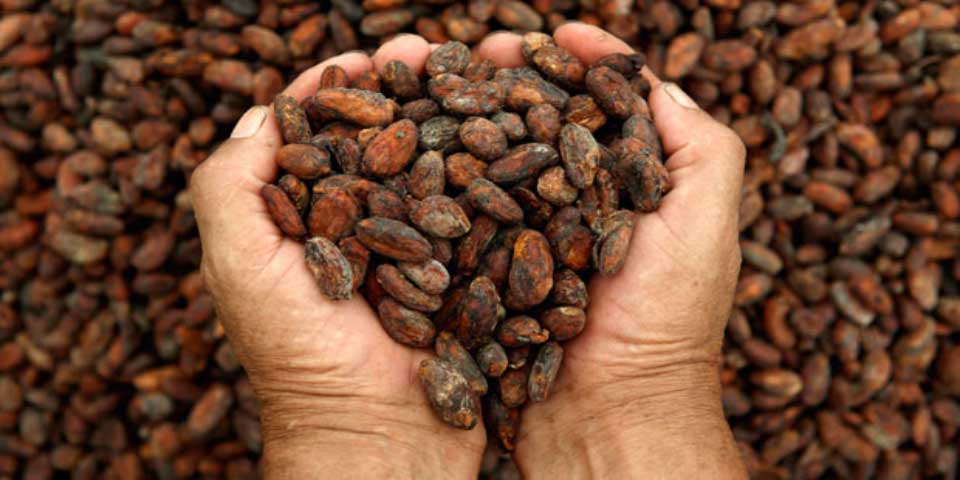Cacao chiapaneco a punto de desaparecer por abandono