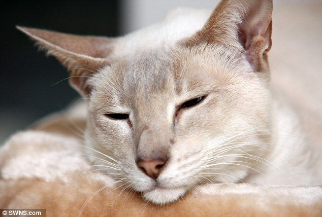 Gato sobrevive 8 días en caja de correo