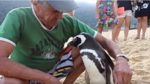 La verdadera historia de DinDim el pingüino