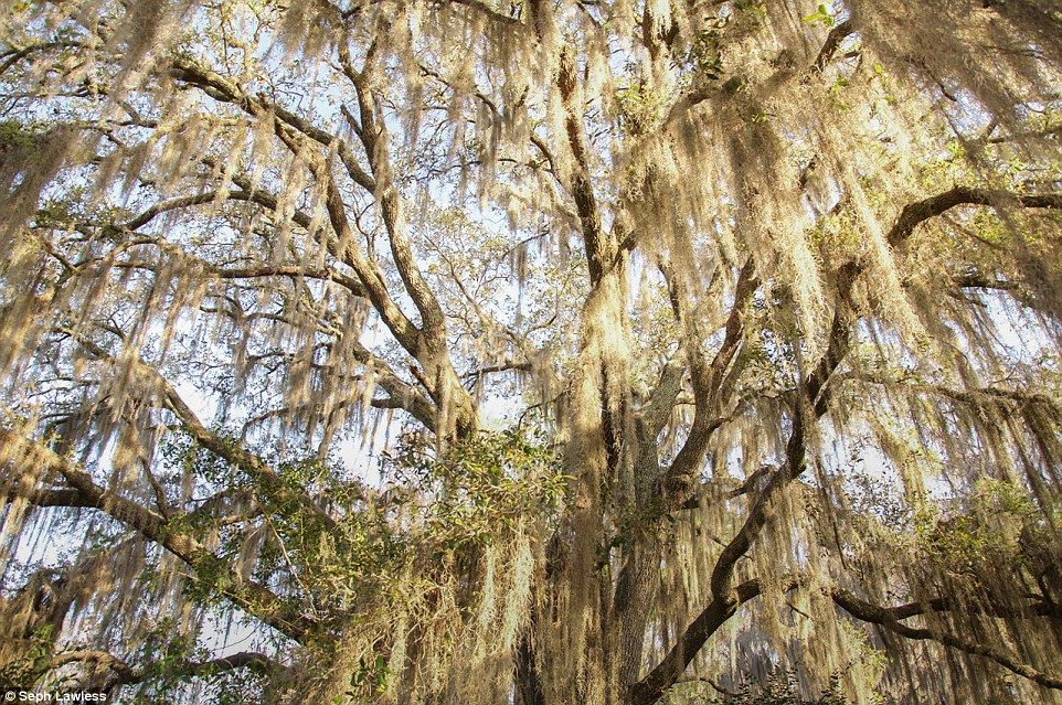 El parque de Disney abandonado desde hace 15 años - disney-abandonado-28