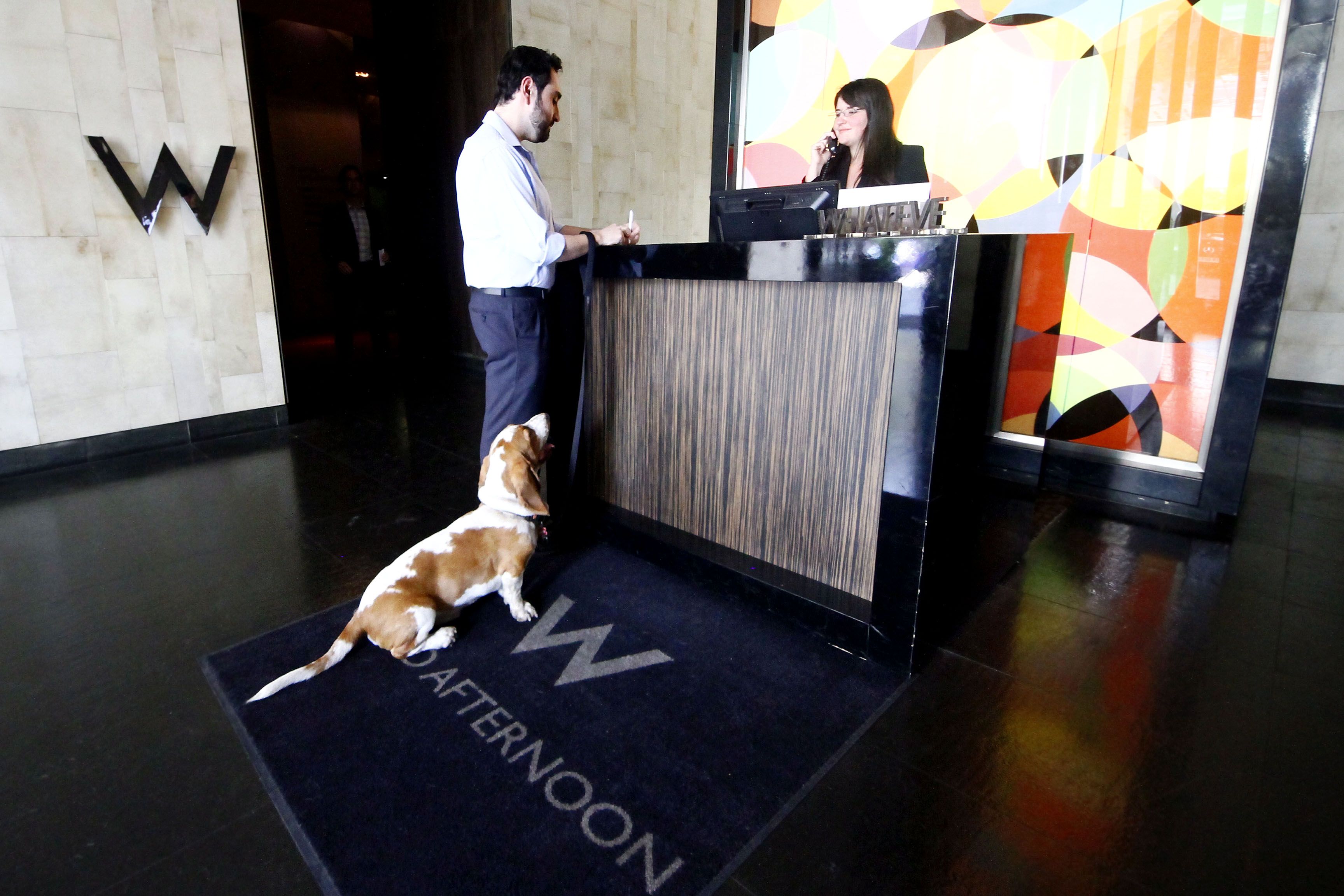 ¿Cómo viajar con su mascota en vacaciones? - hotel-perro-La-Tercera