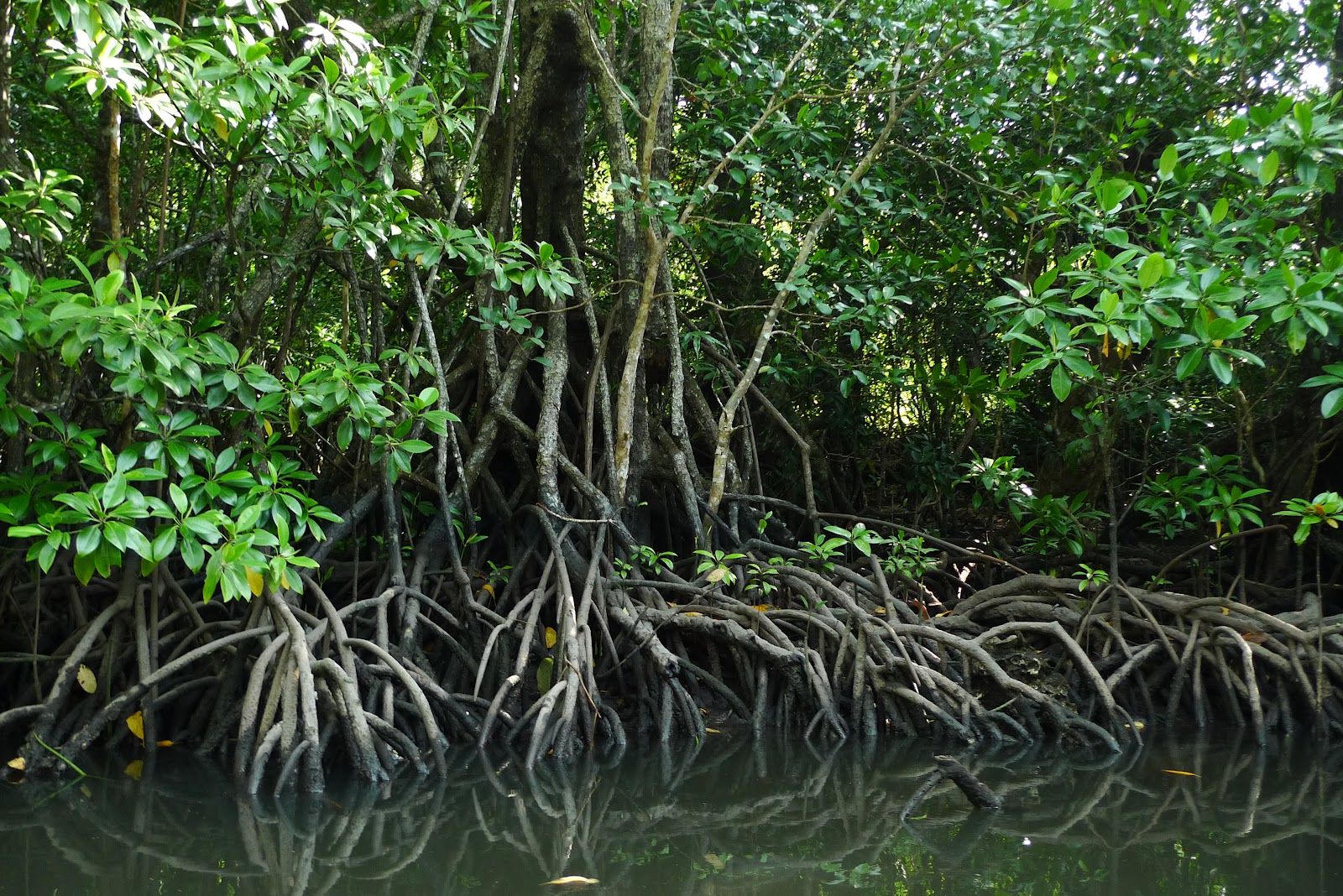 Establecen área de refugio natural en la Riviera Maya - mangle-blanco