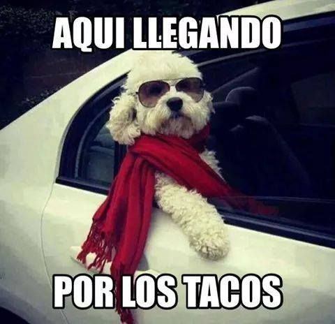 Celebran Día del Taco con memes - meme-tacos9