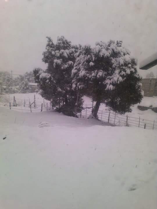 Tormenta invernal causa nevadas en 15 municipios de Chihuahua - nevada-chihuahua-3