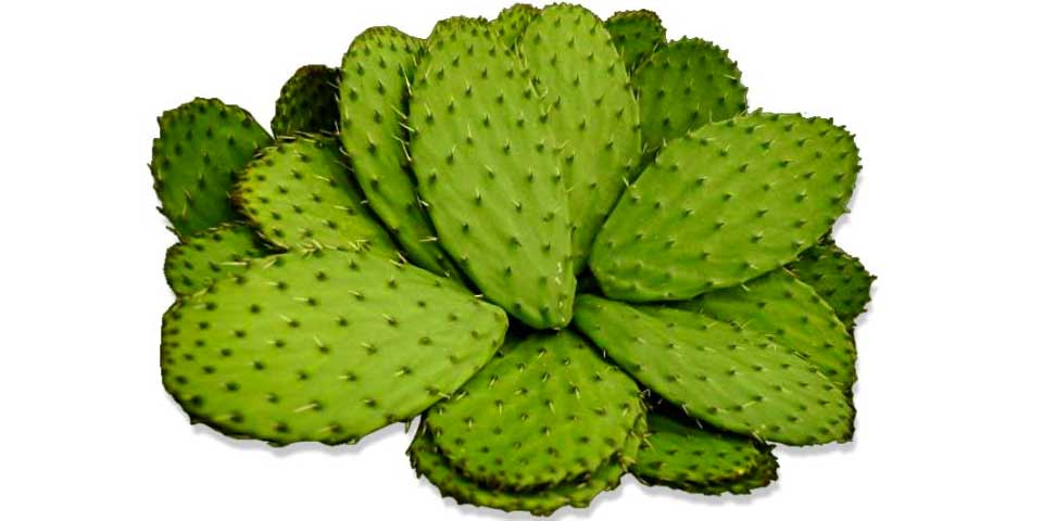Consumo de nopal disminuye complicaciones en pacientes con diabetes