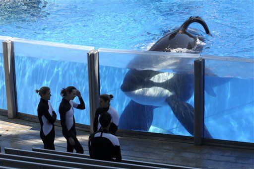 Dejará de haber espectáculos con orcas en SeaWorld - orca-sea-world-1