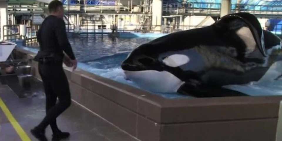 Dejará de haber espectáculos con orcas en SeaWorld