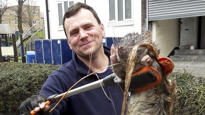 Encuentran rata muerta de más de un metro de largo