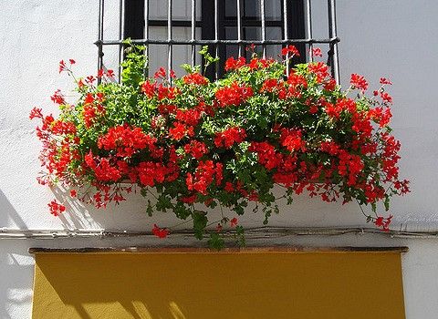 ¿Qué hacer ante los fuertes vientos? - ventana-macetas